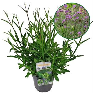 Afbeelding van VP Verbena P19 bonariensis Bonnie Blue "Geen kleur"